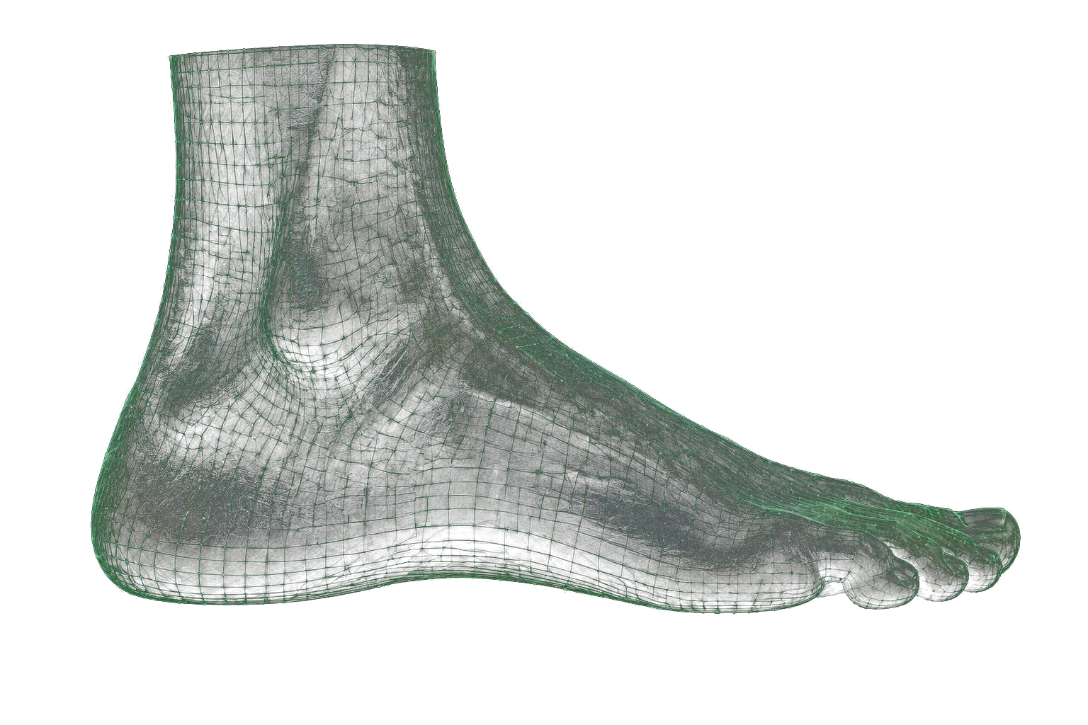 3D-Fußmodell Seitenansicht